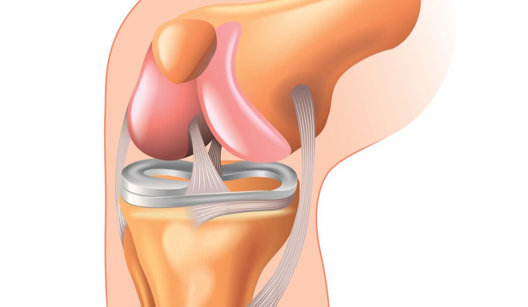 structure de l'articulation du genou